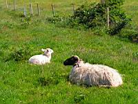 Moutons irlandais